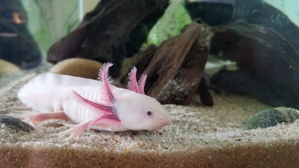 Photo of an Axolotl